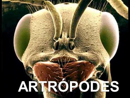 ARTRÓPODES ARTRÓPODES. Filo Arthropoda (Artrópodes) Do grego, arthros = articulado e podos = pés; É o filo mais abundante em quantidade de espécies descritas.