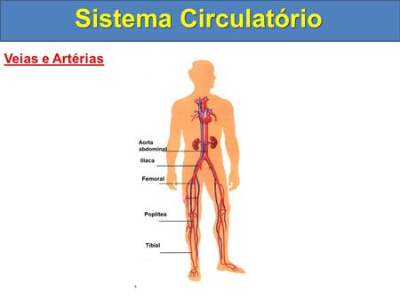 Sistema Circulatório Veias e Artérias. Sistema Circulatório Vasos Linfáticos -Fazem parte do sistema imunológico -Ficam entre os capilares -Transportam.