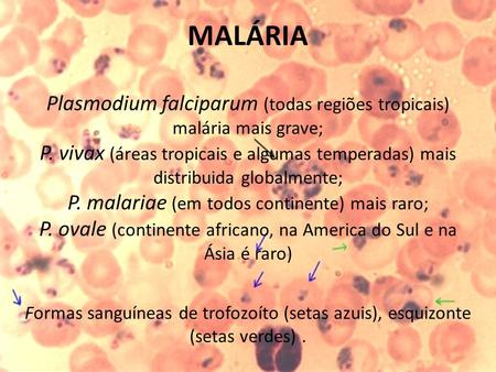 MALÁRIA Plasmodium falciparum (todas regiões tropicais) malária mais grave; P. vivax (áreas tropicais e algumas temperadas) mais distribuida globalmente;