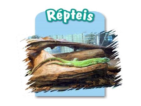 O nome réptil vem do latim reptare, que significa rastejar