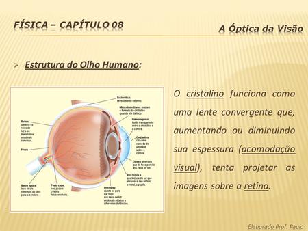 Estrutura do Olho Humano: