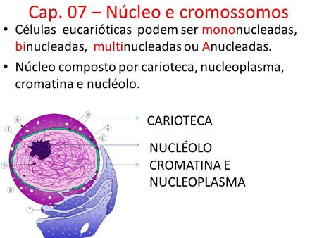 Cap. 07 – Núcleo e cromossomos