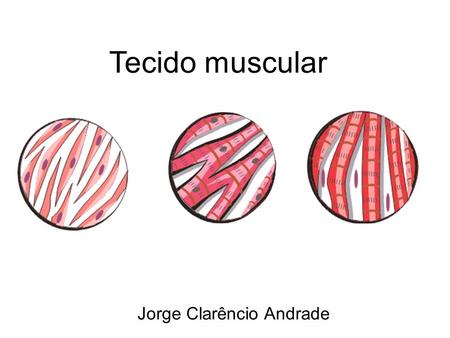 Tecido muscular Jorge Clarêncio Andrade.