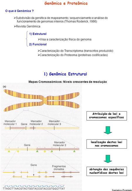 Genômica e Proteômica 1) Genômica Estrutural O que é Genômica ?