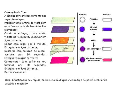 Coloração de Gram A técnica consiste basicamente nas seguintes etapas: