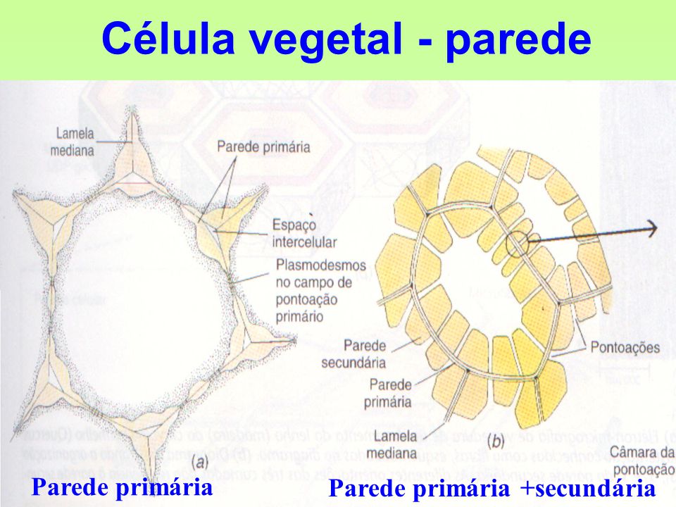 Célula vegetal - parede Parede primária Parede primária +secundária. - ppt  carregar