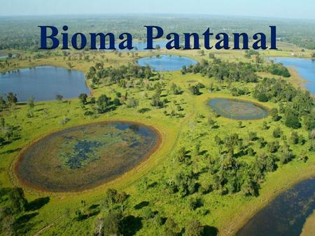 Características Gerais  O bioma pantanal é considerado uma das maiores extensões úmidas contínuas do planeta;  ocupando 1,76% da área total do território.