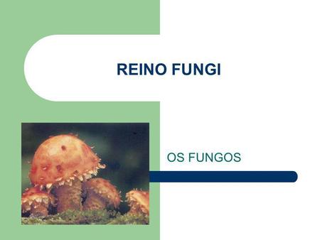 REINO FUNGI OS FUNGOS.