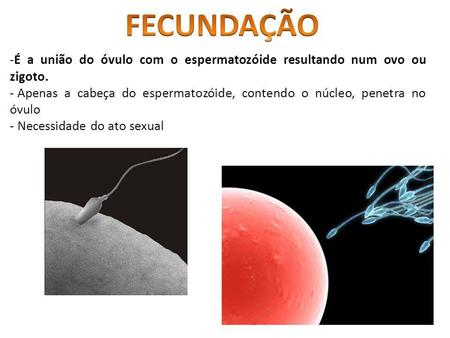 FECUNDAÇÃO É a união do óvulo com o espermatozóide resultando num ovo ou zigoto. Apenas a cabeça do espermatozóide, contendo o núcleo, penetra no óvulo.