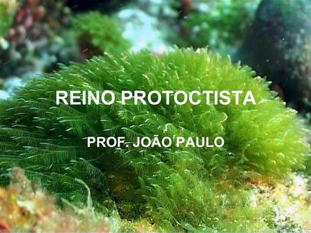 REINO PROTOCTISTA PROF. JOÃO PAULO.
