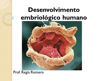 Desenvolvimento embriológico humano