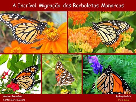 A Incrível Migração das Borboletas Monarcas