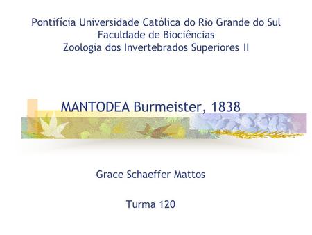 MANTODEA Burmeister, 1838 Grace Schaeffer Mattos Turma 120