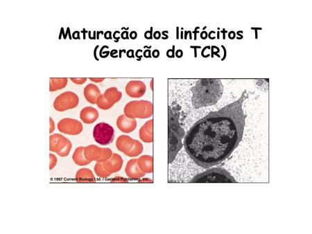 Maturação dos linfócitos T (Geração do TCR)