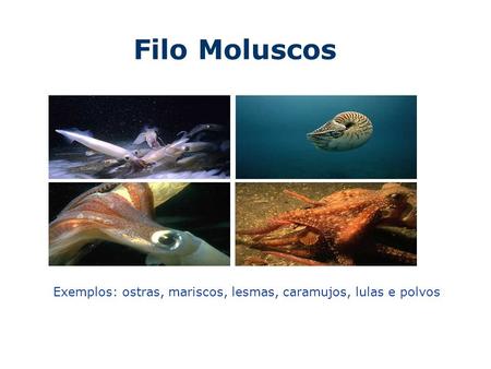 Filo Moluscos Exemplos: ostras, mariscos, lesmas, caramujos, lulas e polvos.