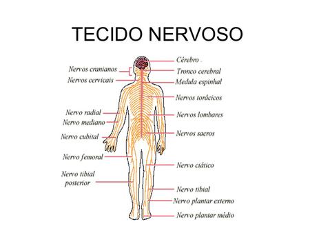 TECIDO NERVOSO.