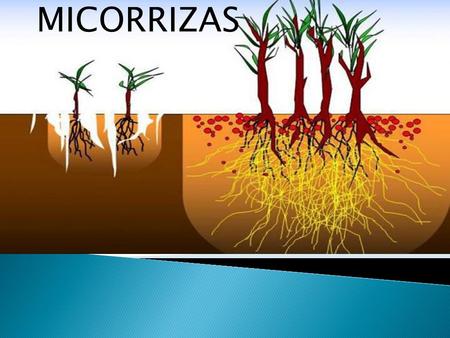 MICORRIZAS.  O que são micorrizas  Classificação  Aspectos Biológicos