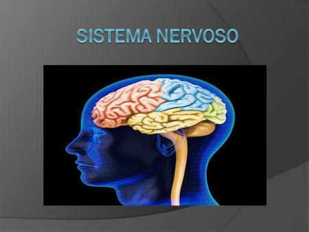 Introdução O Sistema nervoso é formado por vários órgãos e nervos sendo que o principal órgão é o Encéfalo de onde parte a medula espinhal. O encéfalo.