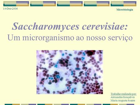 Saccharomyces cerevisiae: Um microrganismo ao nosso serviço Trabalho realizado por: Alexandra Gonçalves Maria Augusta Soares Microbiologia 14-Dez-2006.