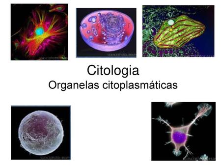 Organelas citoplasmáticas