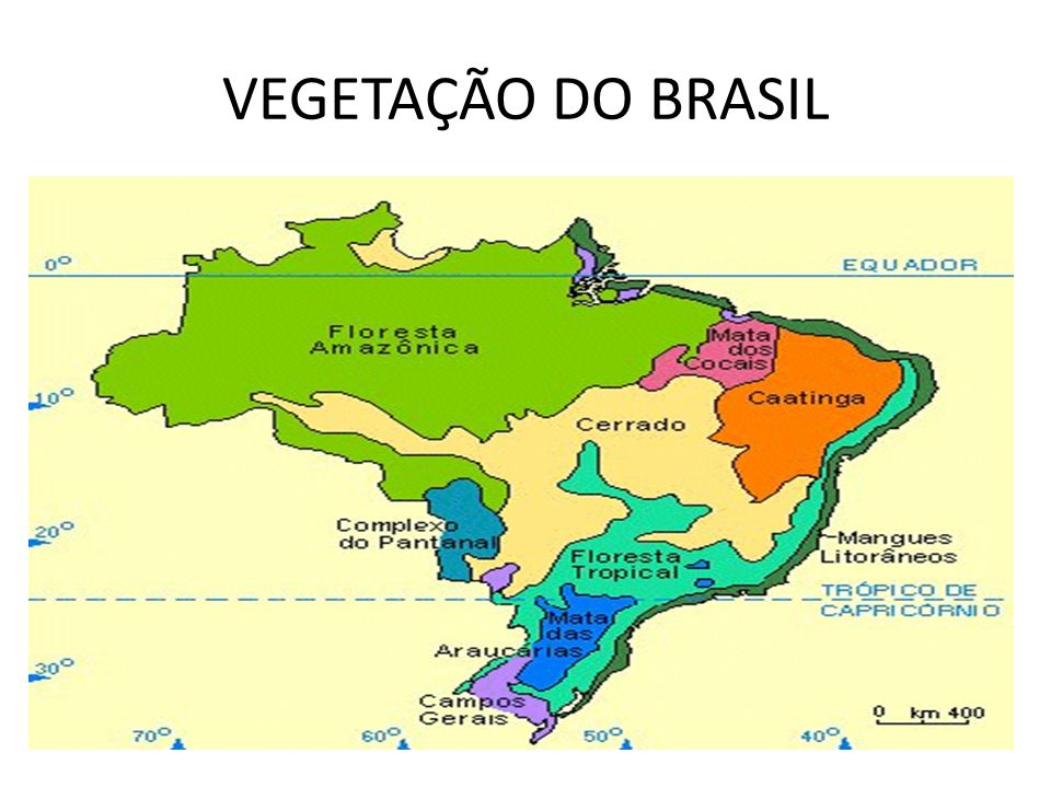 Quais são os TIPOS de VEGETAÇÃO do Brasil? 