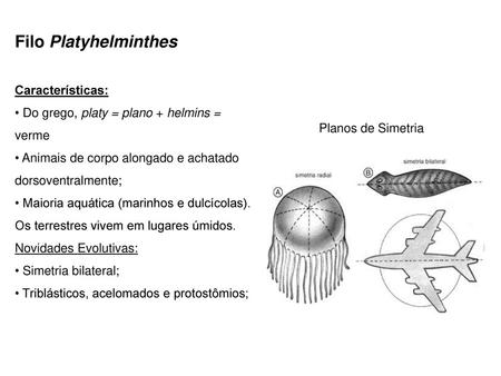 Filo Platyhelminthes Características: