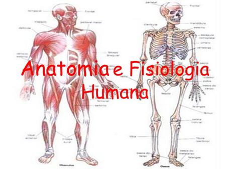 Anatomia e Fisiologia Humana. Sistema Esquelético.