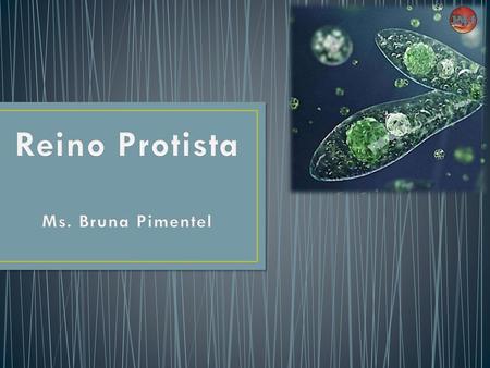 Reino Protista Ms. Bruna Pimentel.