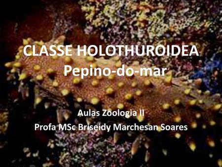 CLASSE HOLOTHUROIDEA Pepino-do-mar