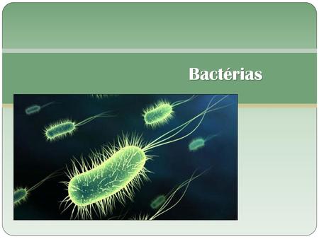 Bactérias.