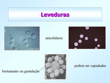 Leveduras unicelulares podem ser capsuladas brotamento ou gemulação.