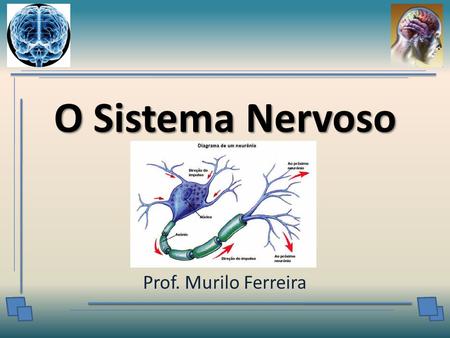O Sistema Nervoso Prof. Murilo Ferreira.