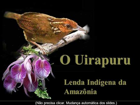O Uirapuru Lenda Indígena da Amazônia