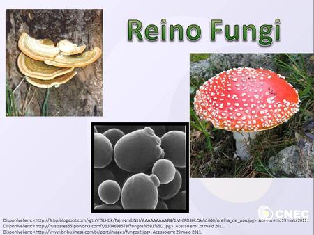 Reino Fungi Disponível em: . Acesso em: 29 maio 2011.
