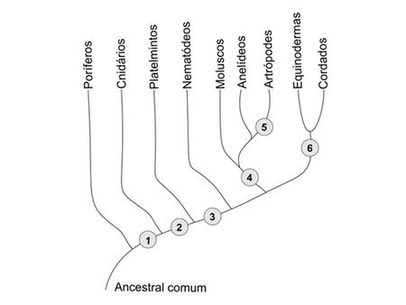 Um determinado tipo de proteína, presente em praticamente todos os animais, ocorre em três formas diferentes: a forma P, a forma PX, resultante de mutação.
