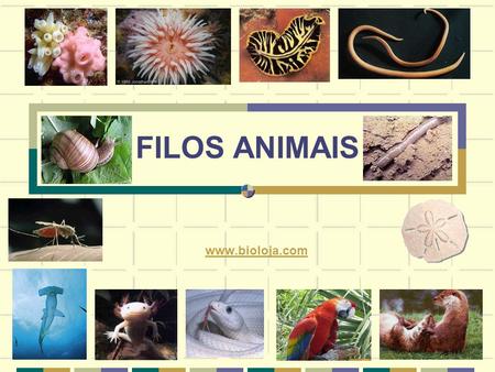 FILOS ANIMAIS www.bioloja.com.