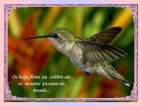 Os beija-flores ou colibris são os menores pássaros do mundo...