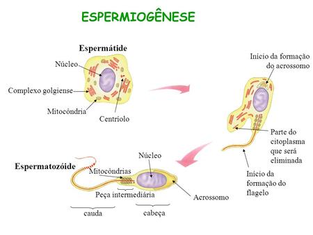 ESPERMIOGÊNESE Espermátide Espermatozóide