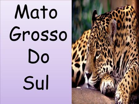 Mato Grosso Do Sul.