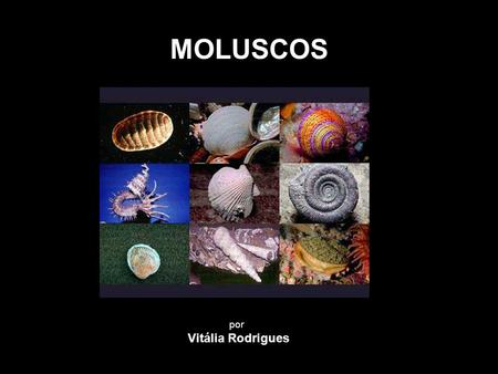 MOLUSCOS por Vitália Rodrigues.