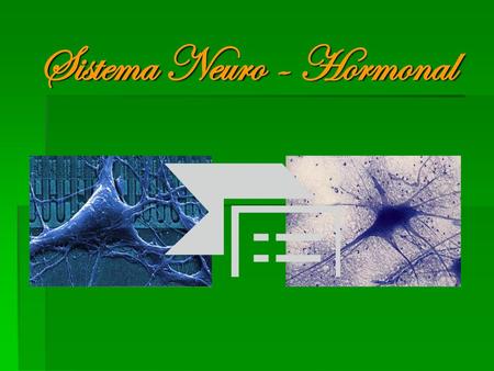 Sistema Neuro - Hormonal