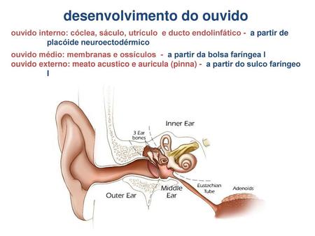 desenvolvimento do ouvido