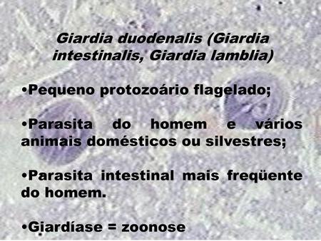 Giardia duodenalis (Giardia intestinalis, Giardia lamblia)