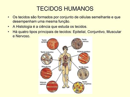 TECIDOS HUMANOS Os tecidos são formados por conjunto de células semelhante e que desempenham uma mesma função. A Histologia é a ciência que estuda os tecidos.