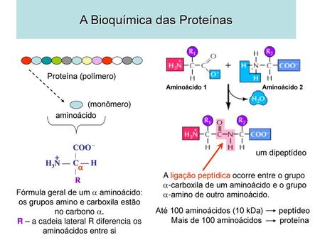 A Bioquímica das Proteínas