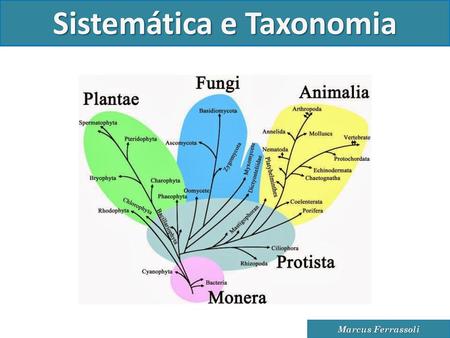 Sistemática e Taxonomia