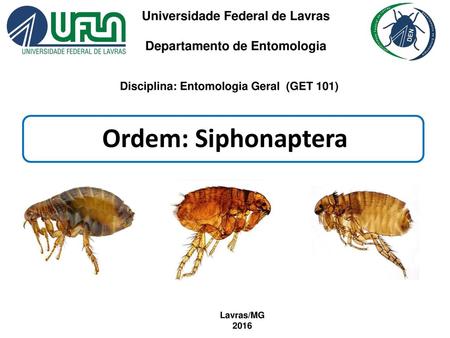 Ordem: Siphonaptera Universidade Federal de Lavras