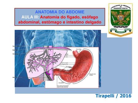 ANATOMIA DO ABDOME AULA III: Anatomia do fígado, esôfago abdominal, estômago e intestino delgado Tirapelli / 2016.
