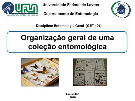 Organização geral de uma coleção entomológica