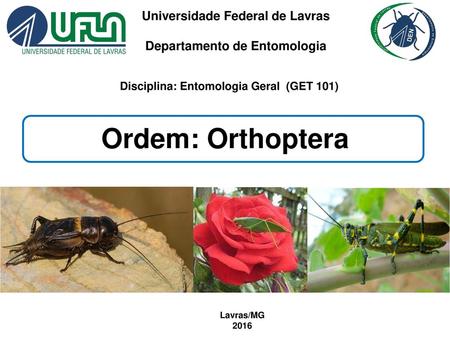Ordem: Orthoptera Universidade Federal de Lavras